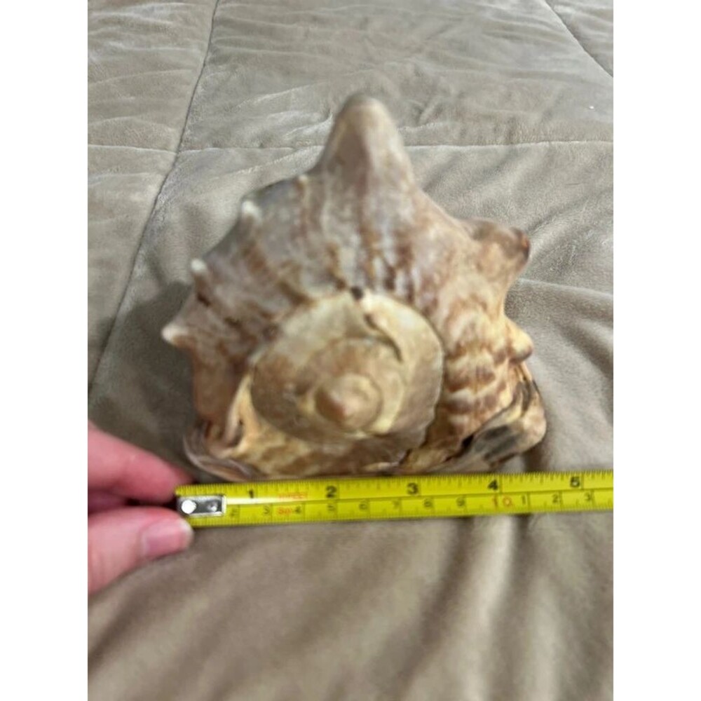 Horned Helmet Sea Shell Conch - Picture 7 of 9